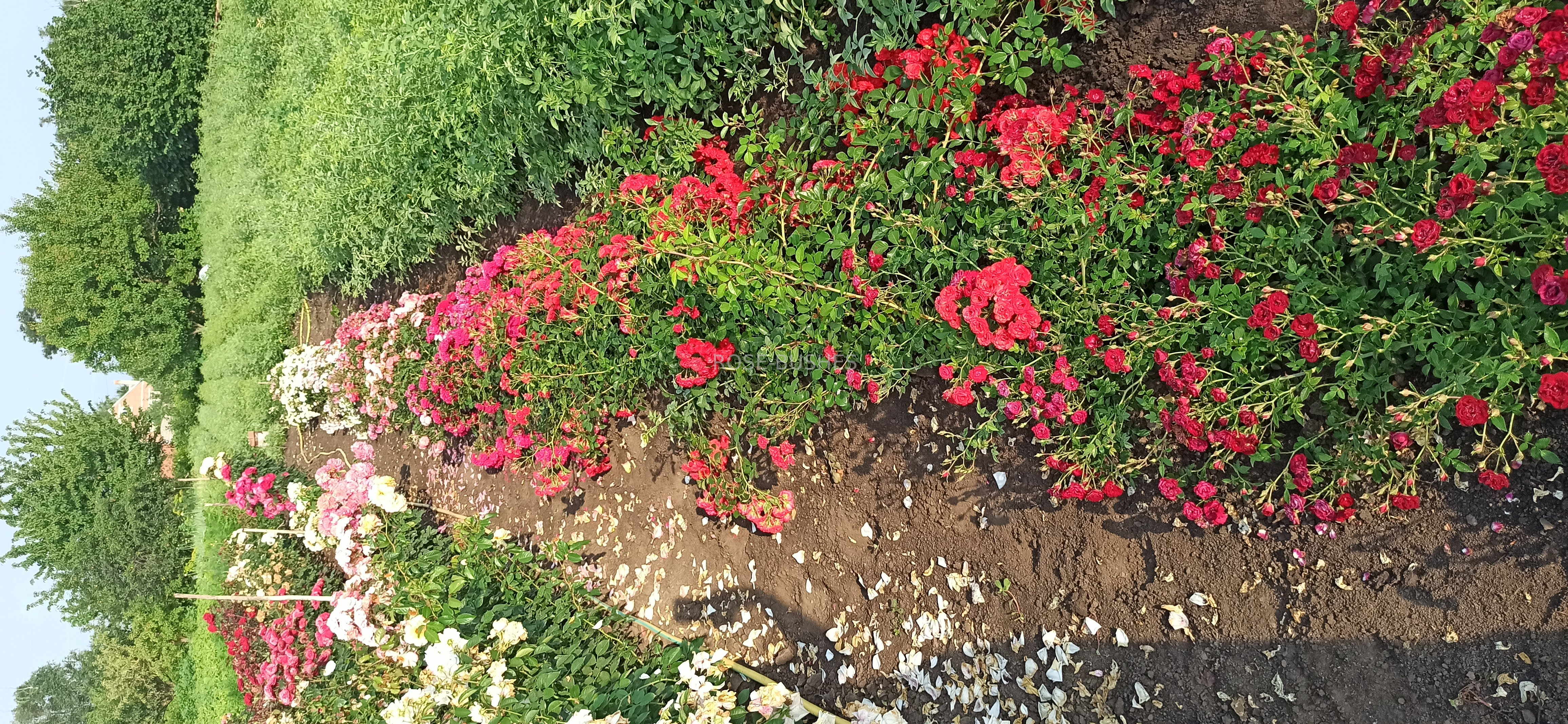 ��� �����. Red Fairy. (��. �������.)